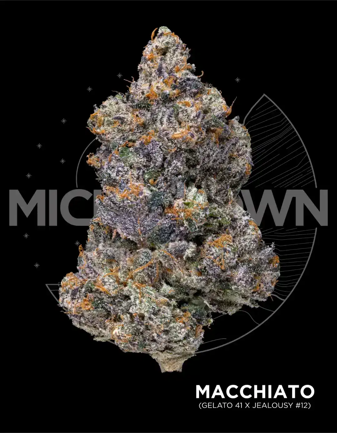 Macchiato - 8th  |  27.60%