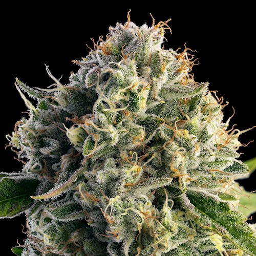 Wedding Cake Signature Line Flower | 3.5g