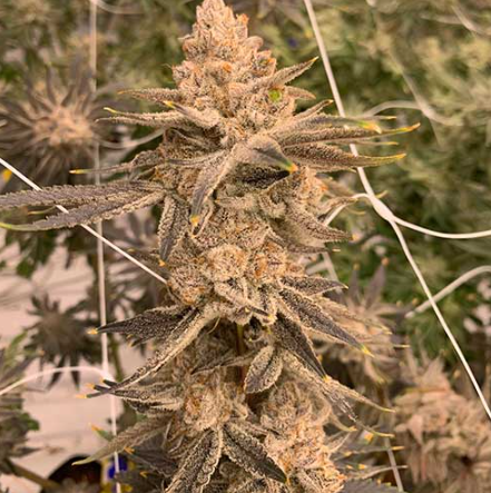 Creamsicle Cake Preroll