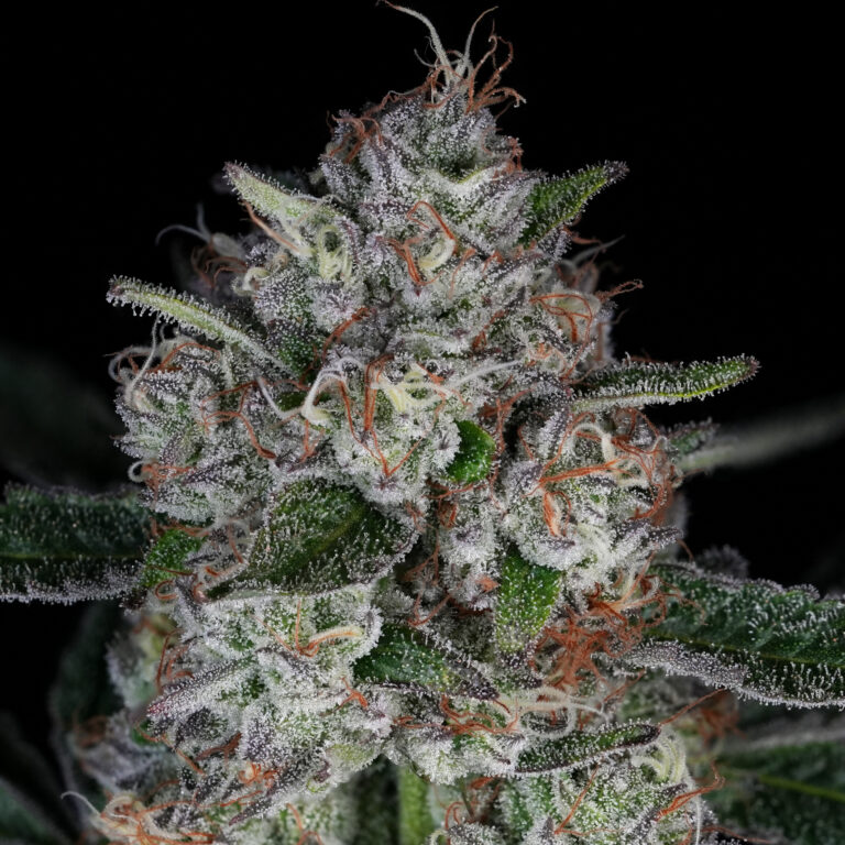 Simply Bare - BC Organic Lemolada LTO Flower - Indica 3.5g