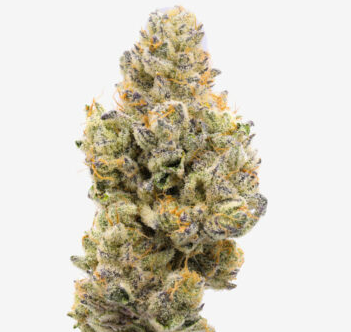 710 Labs Garlic Cocktail #7 Flower
