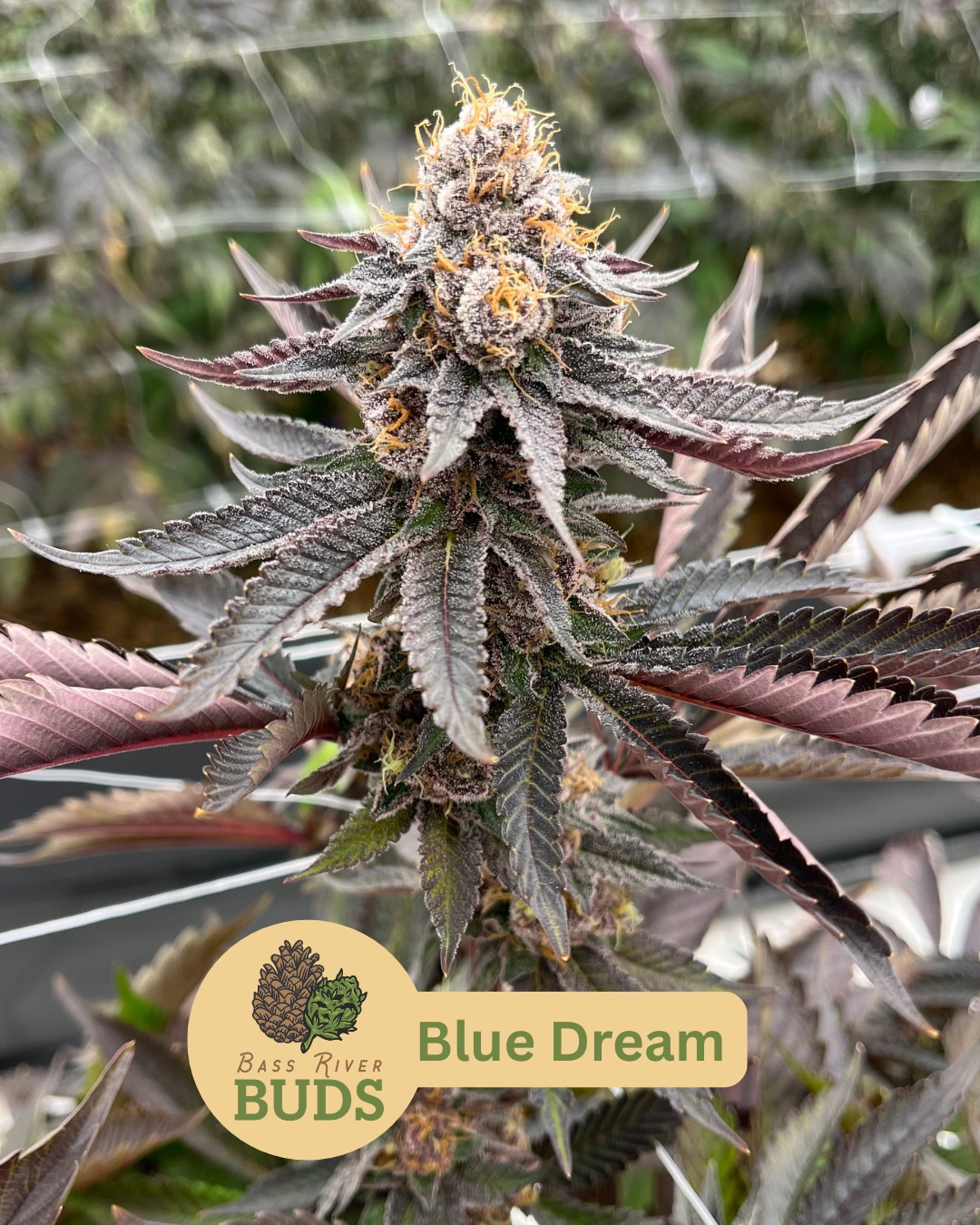 Blue Dream | 14G