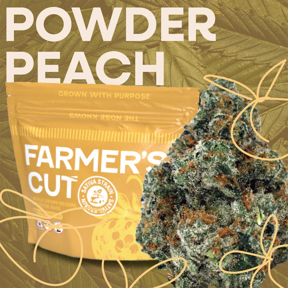 Powder Peach | Flower (S)