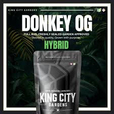 Donkey OG | H