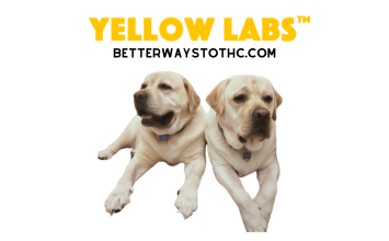Yellow Labs