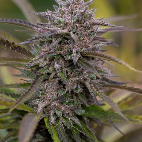 East Fork Cultivars | Pre-Roll 7pk | Pineapple Jager (Balance)