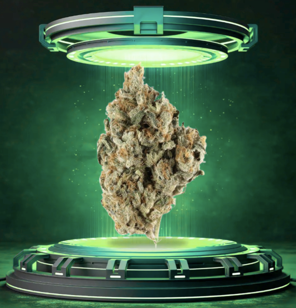 Lemon Cherry Gelato - Flower