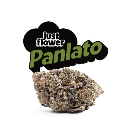 JUST FLOWER PanLato 10g