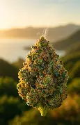 (71907) AMA 3.5g Kush Cake Buds