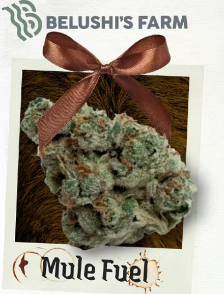 The Blues Brothers | Mule Fuel 3.