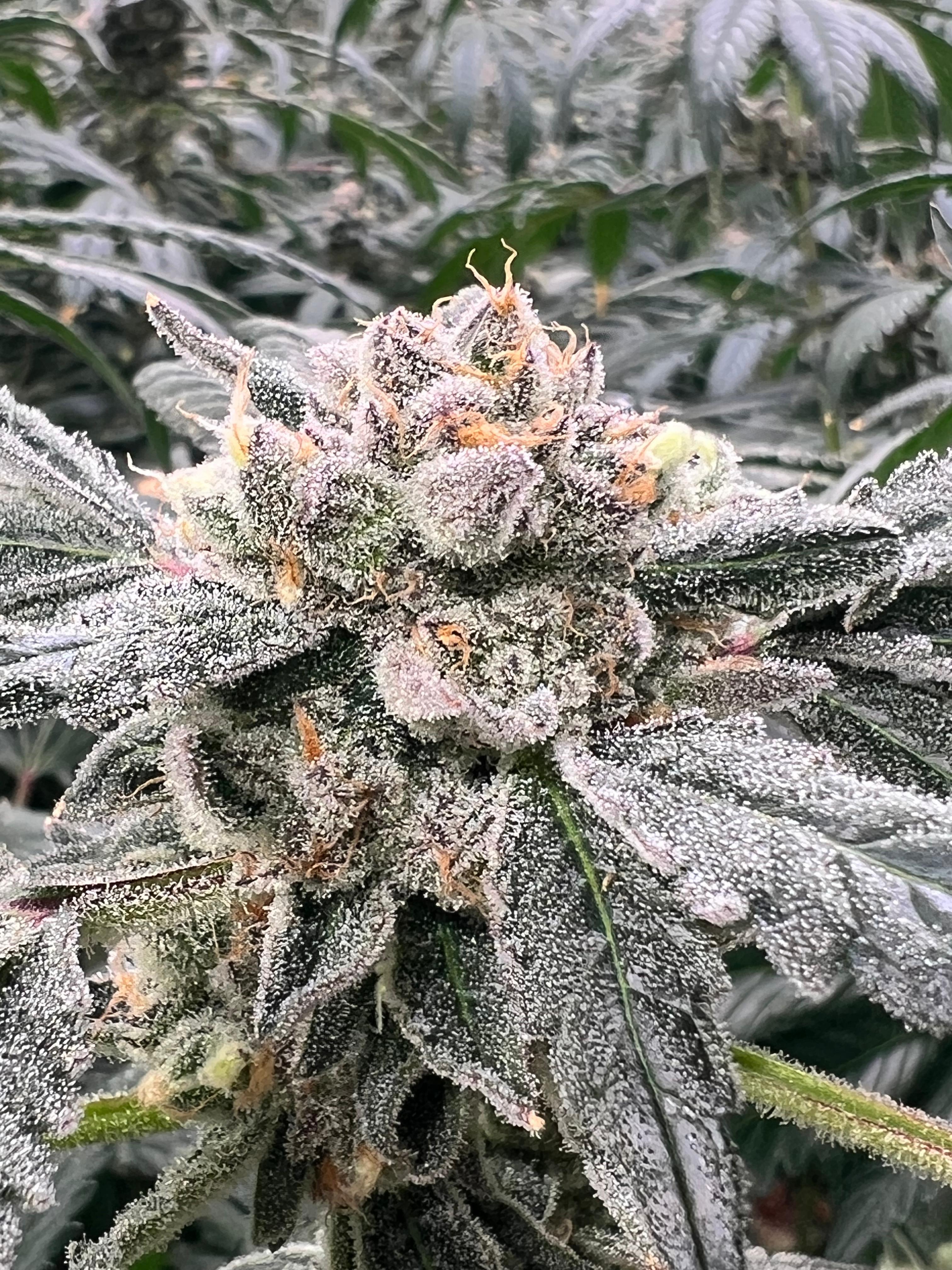 Sundae Driver Flower I Solurge Craft Cannabis | Value