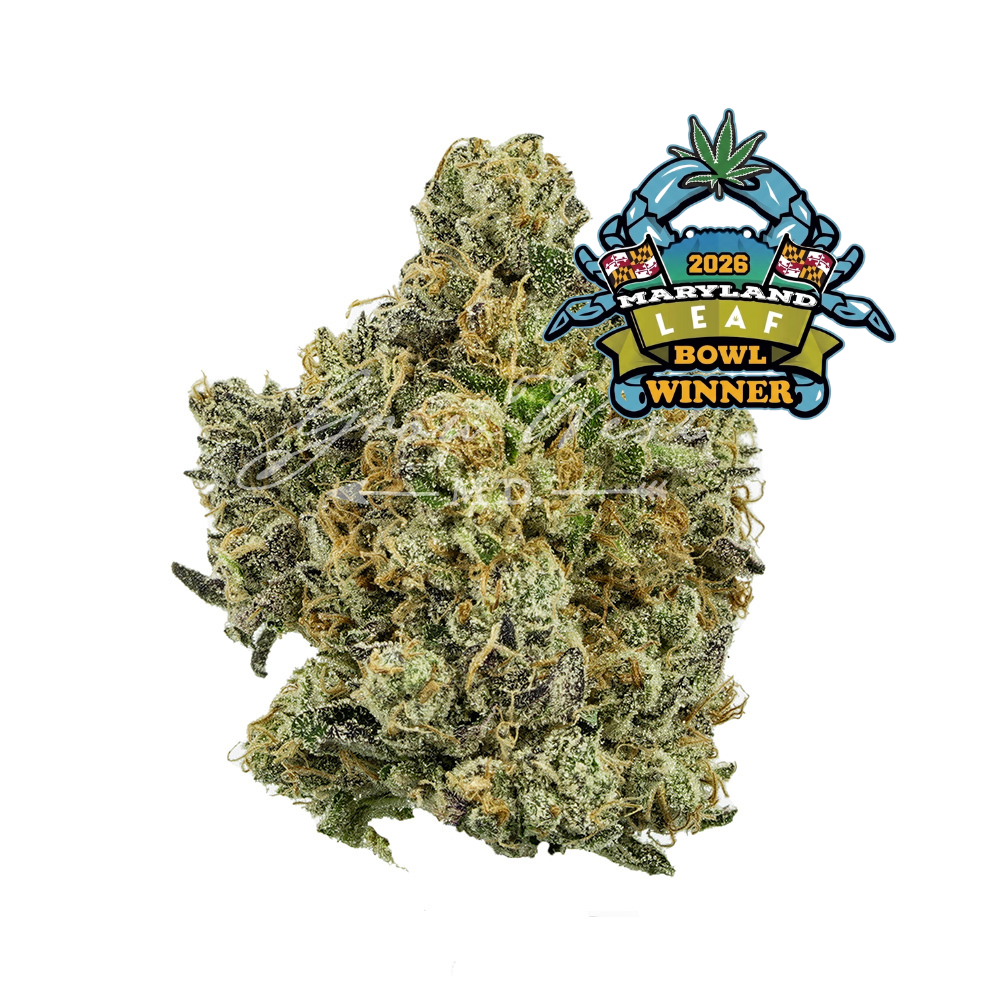 Electric Berry Bliss | Premium | Hand-Trimmed Flower