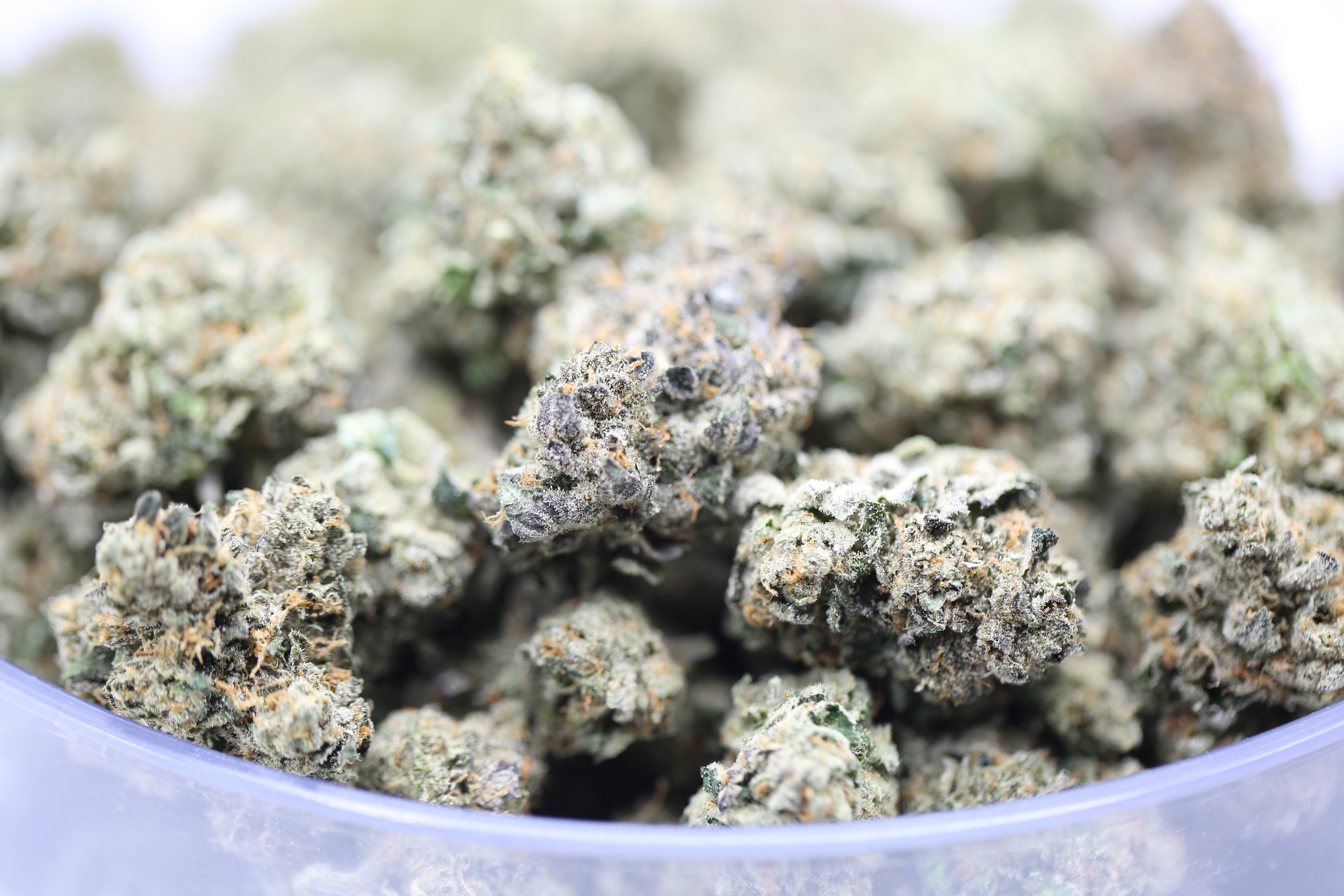 Panama Red - Bulk Flower