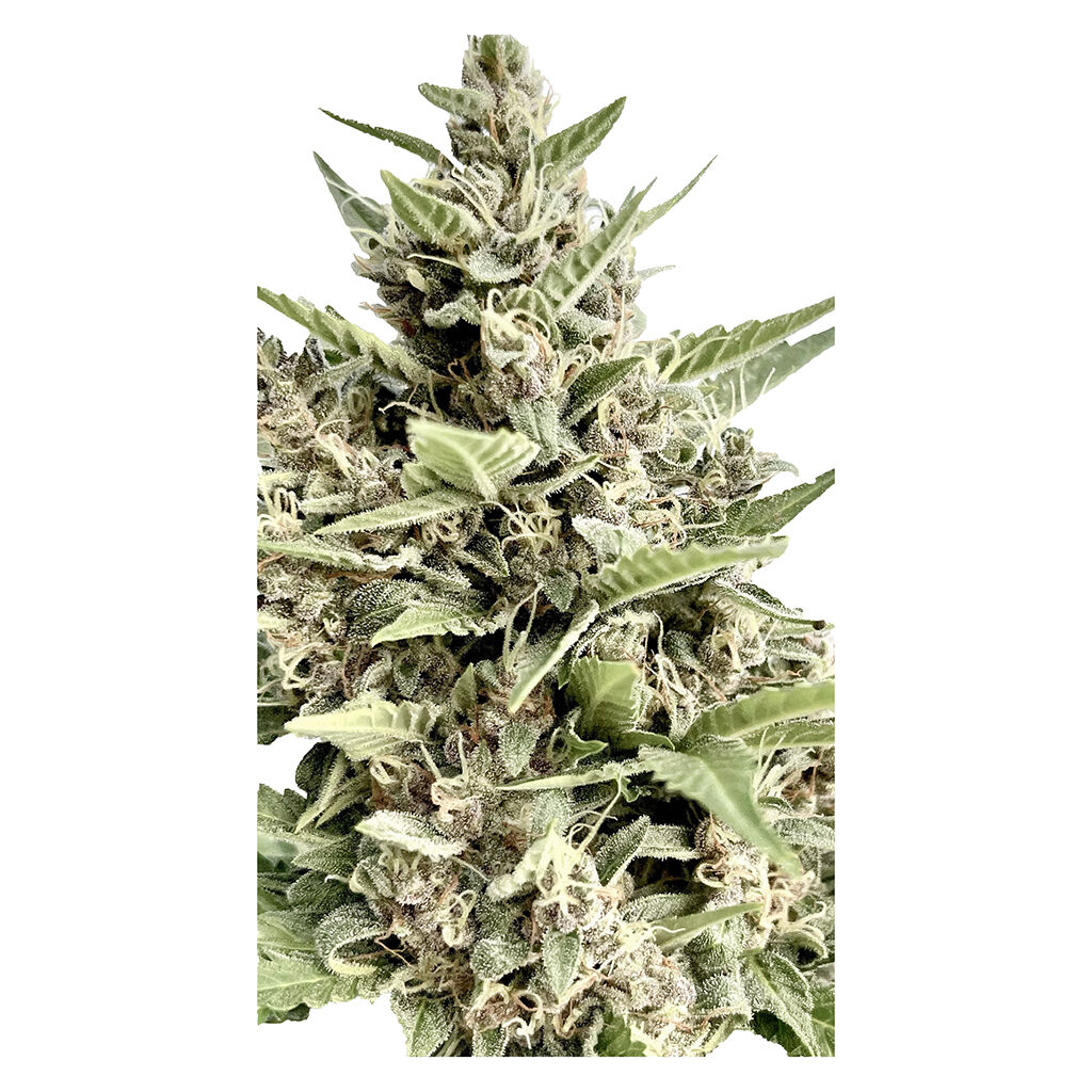 Clone Collector Seed Bank - Modified Kush Mints - Feminized Seeds - 4 Pack