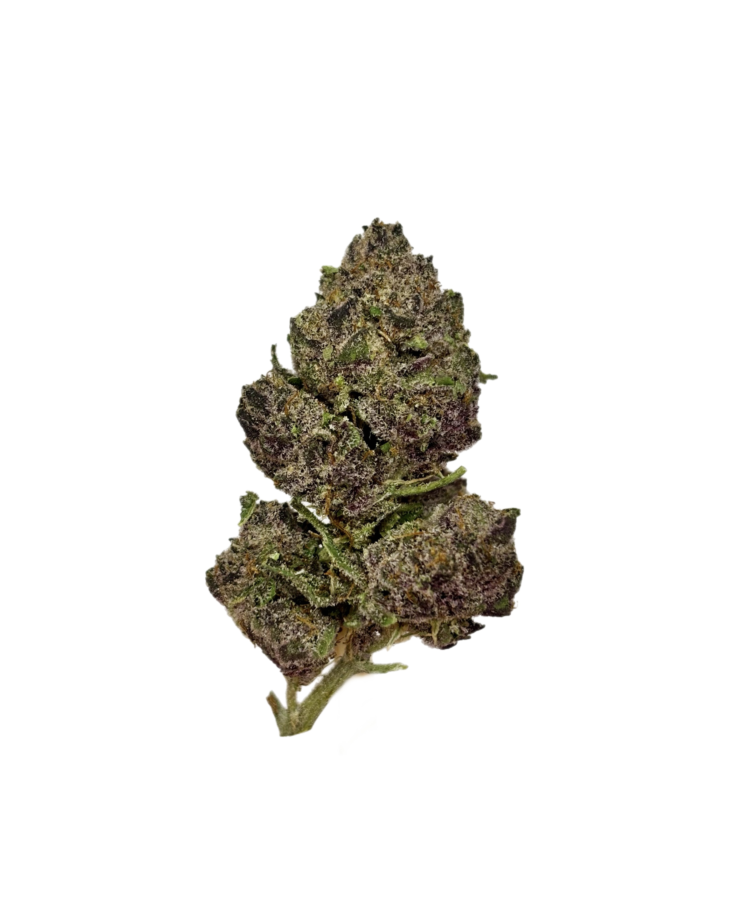 Baby P | Bulk Flower | White Tier