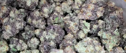 MAC-1 Flower CH
