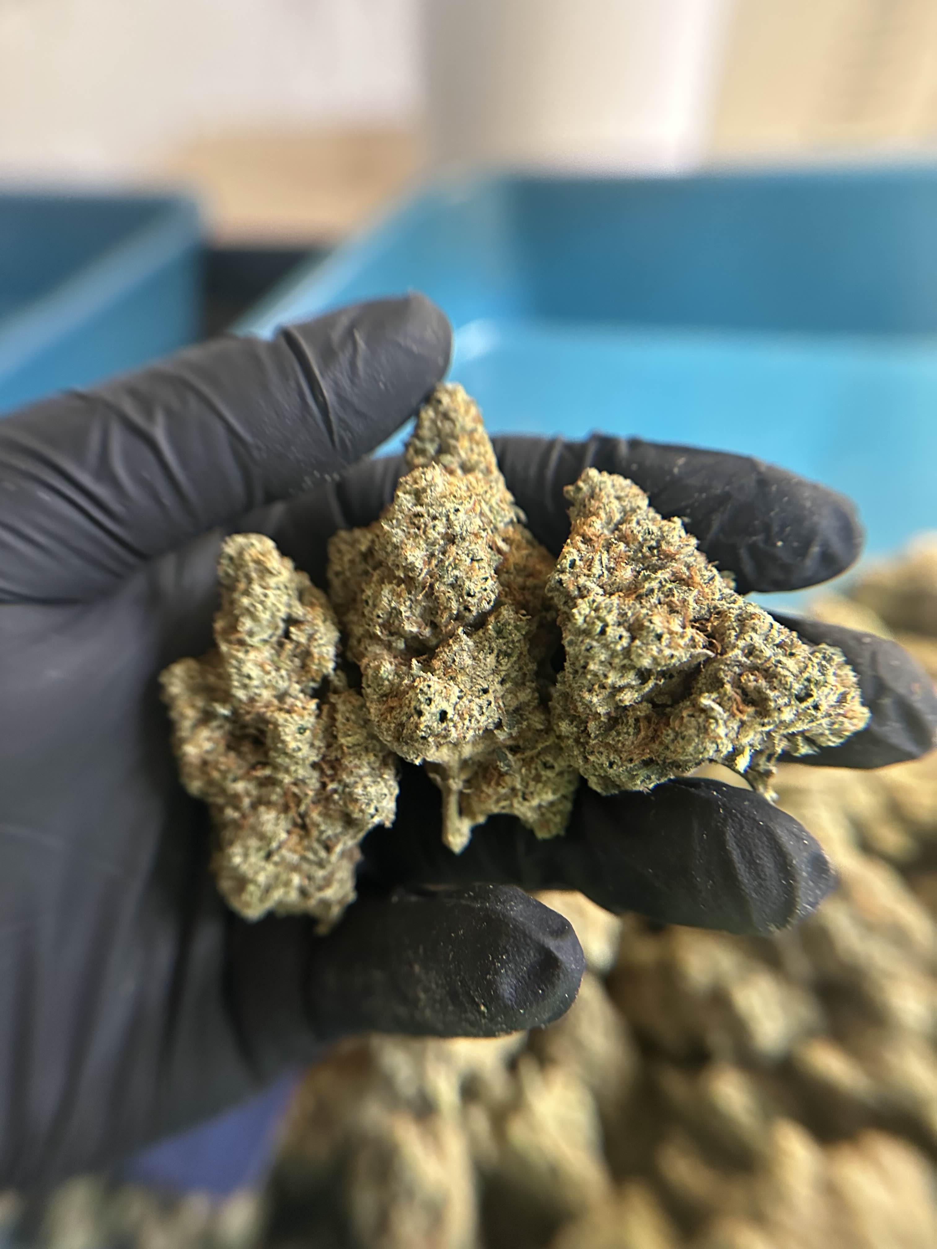 Flower of Life Flower - Motown Fuel