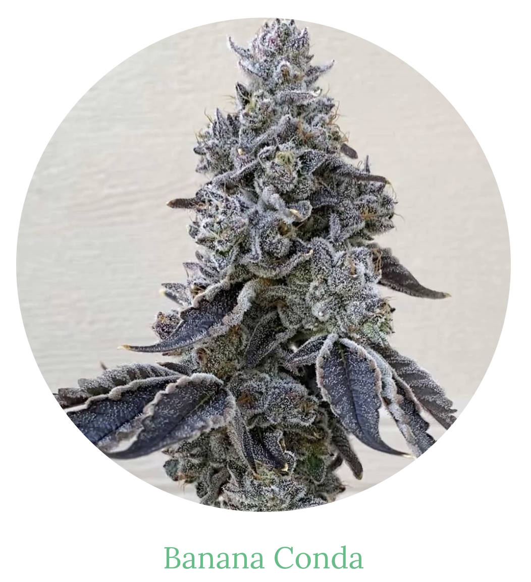 BrilliantBuds - Banana Conda - 3.5g - I