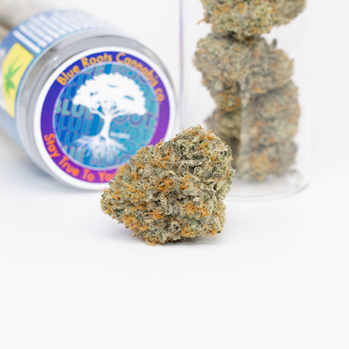 Blue Roots: RS11 (H)