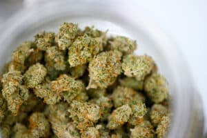 Clarity Gardens | Pop | Trop Jerry (S)