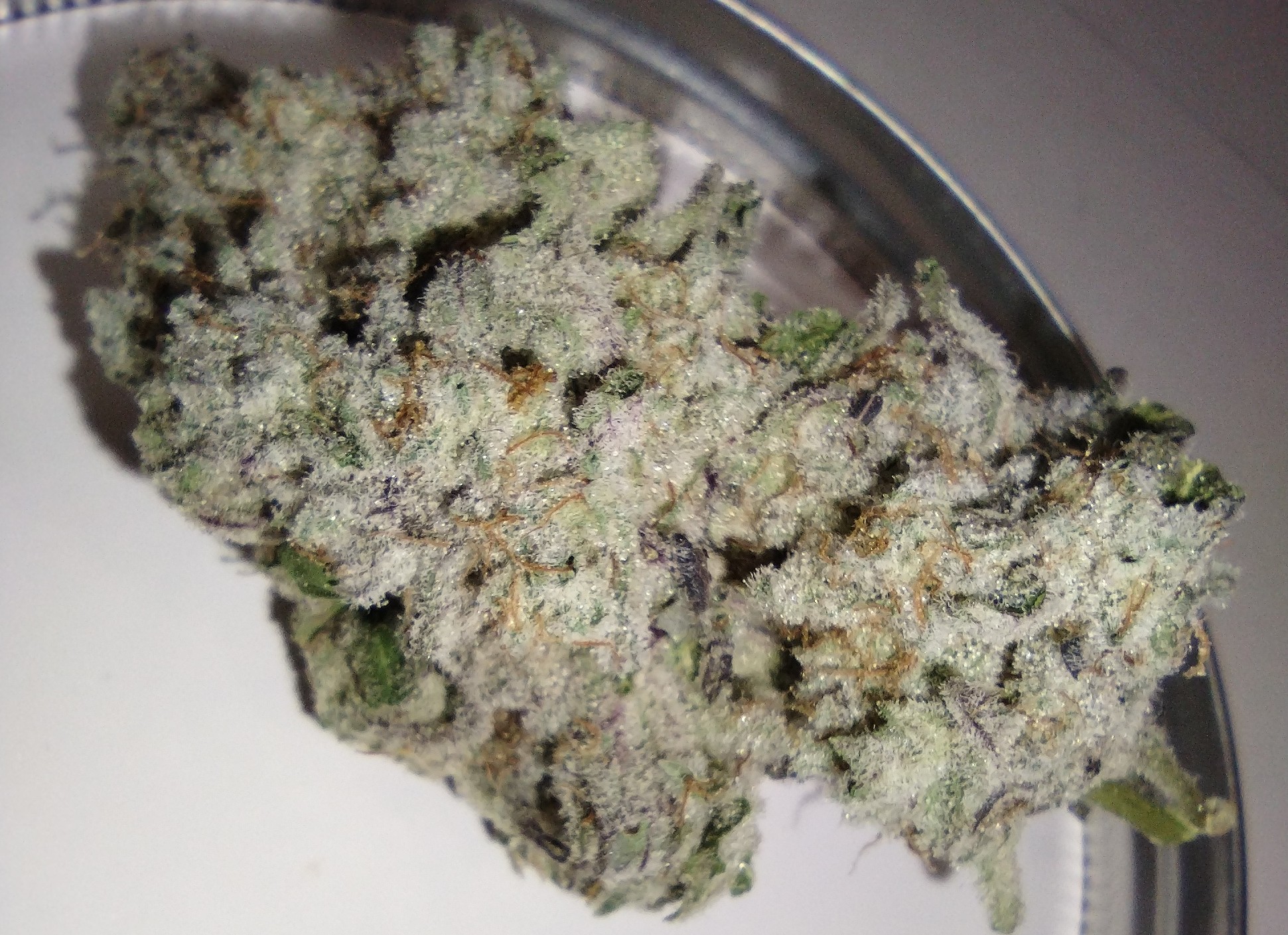 Terp City - Mac 1 - 3.5g - Flower
