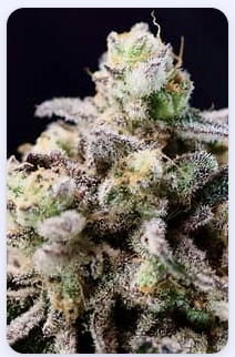 Green Apple Tangie Buds