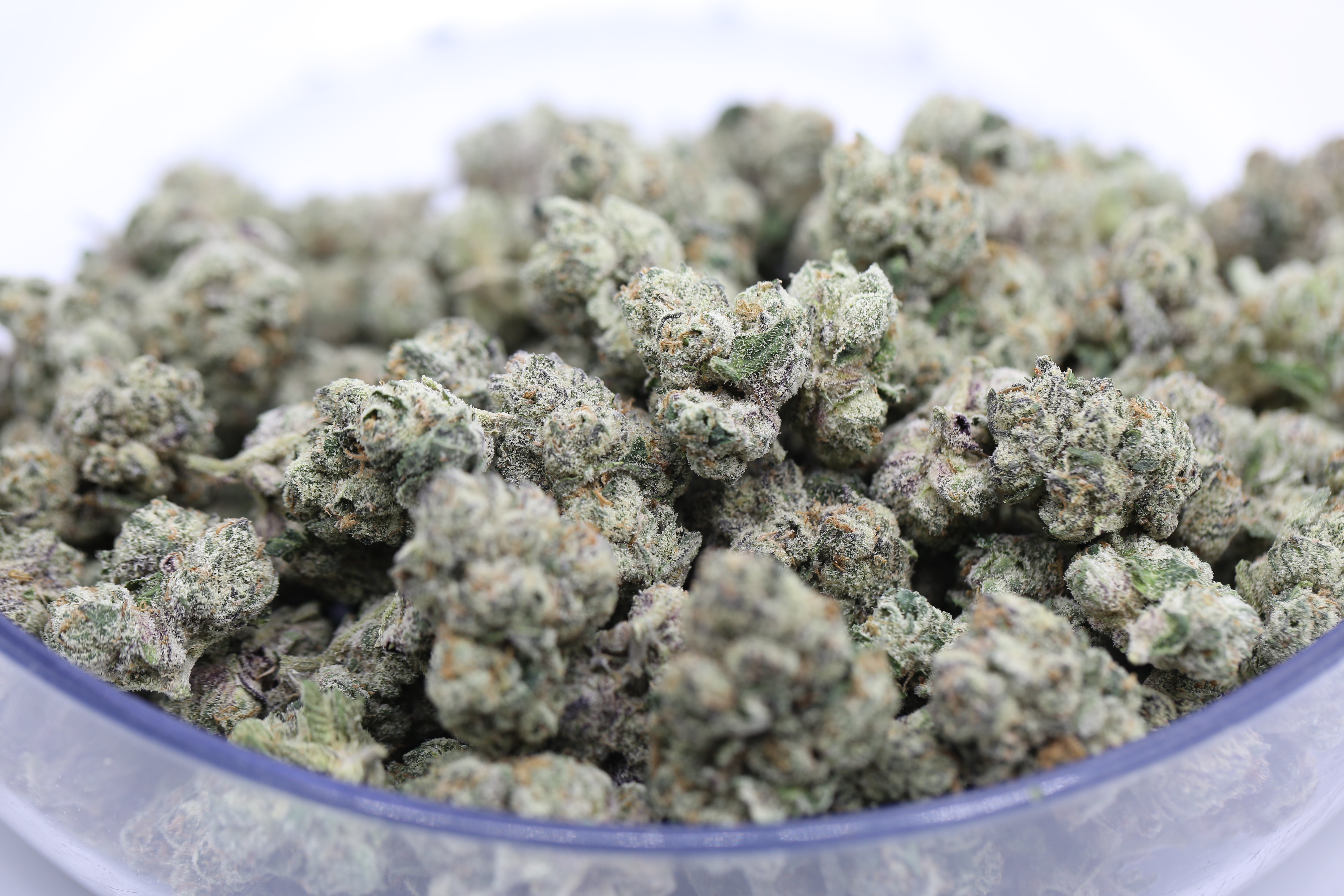 Marrion Berries - Bulk Flower