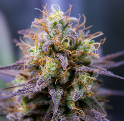 Purple Milk Bulk Flower
