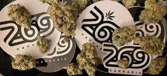 Flora Borealis | Green Runtz  | Infused Pre-Roll | 1g | Indica