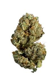 Blueberry Cupcake