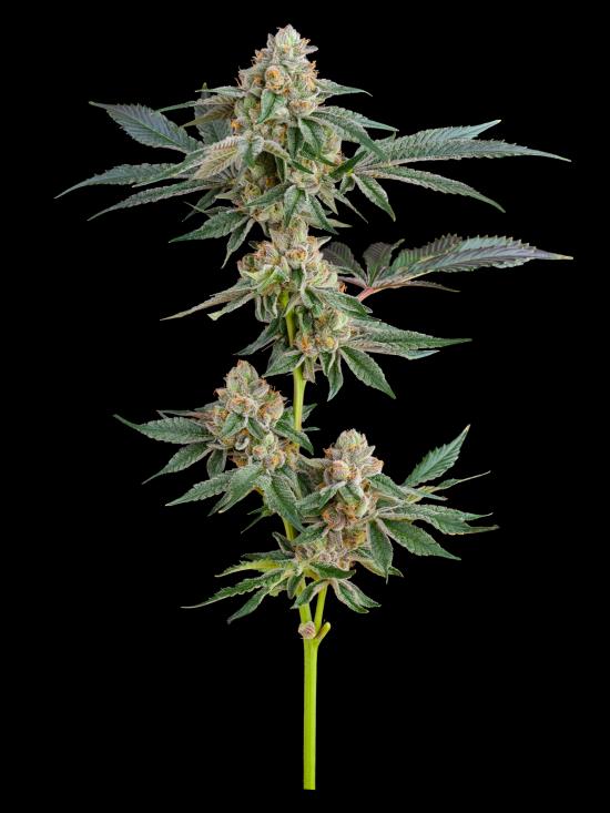 Wedding Cake [DOH] - by DNA Gardens