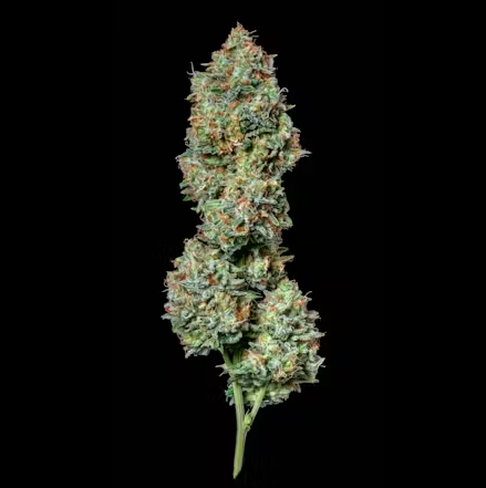 (2) Alternative Solutions: Sour Candylope (S)