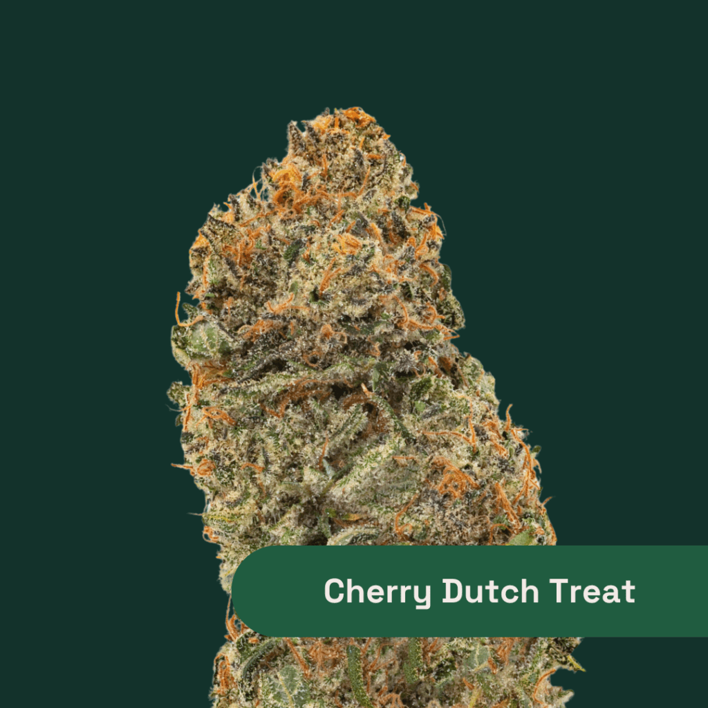 The Botanist | Cherry Dutch Treat | Whole Flower