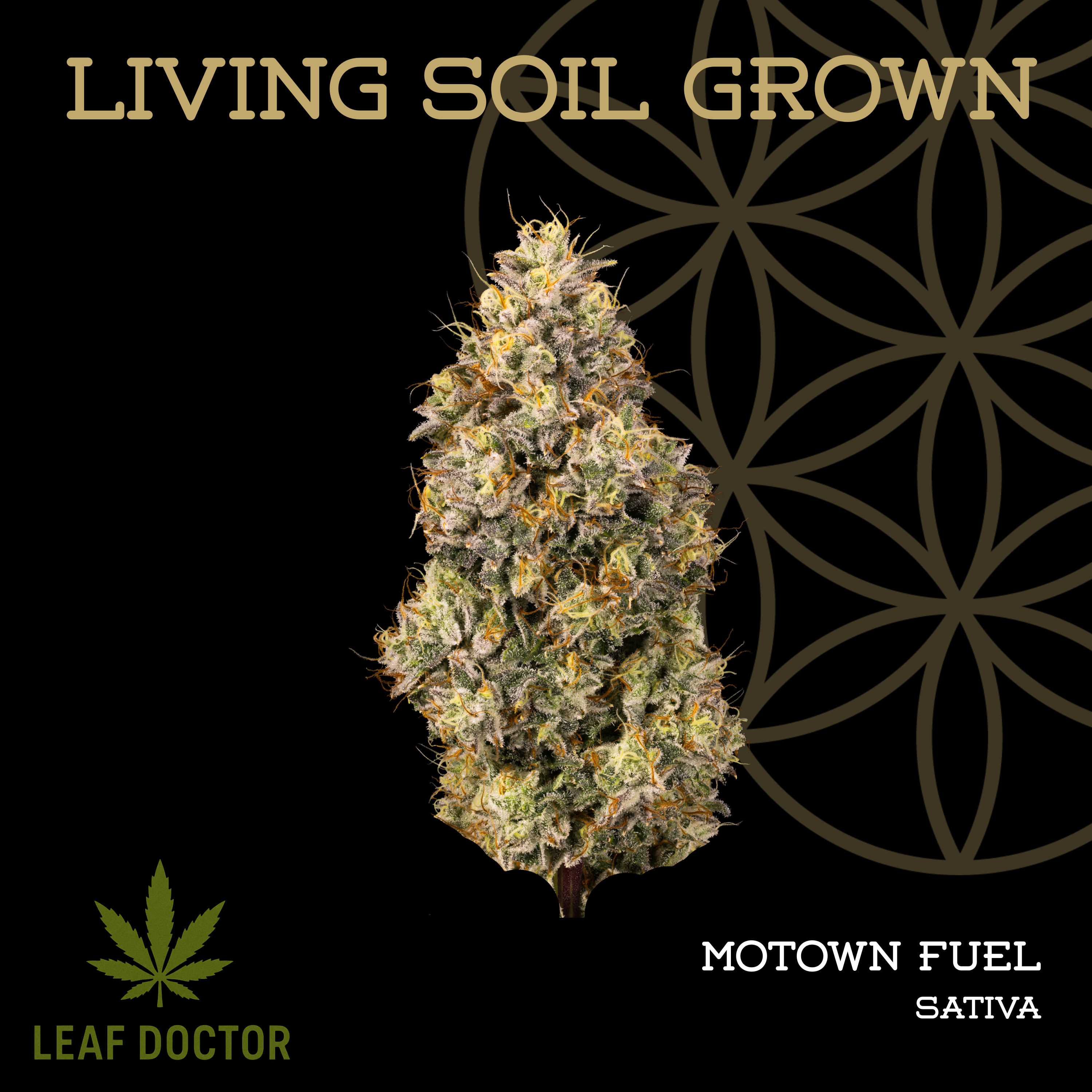 Living Soil | Motown Fuel | Bulk Deli