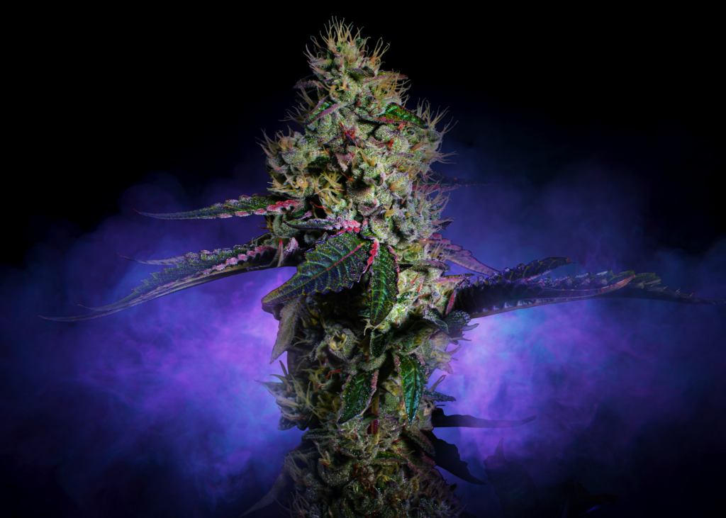 Rythm | Flower | Brownie Scout