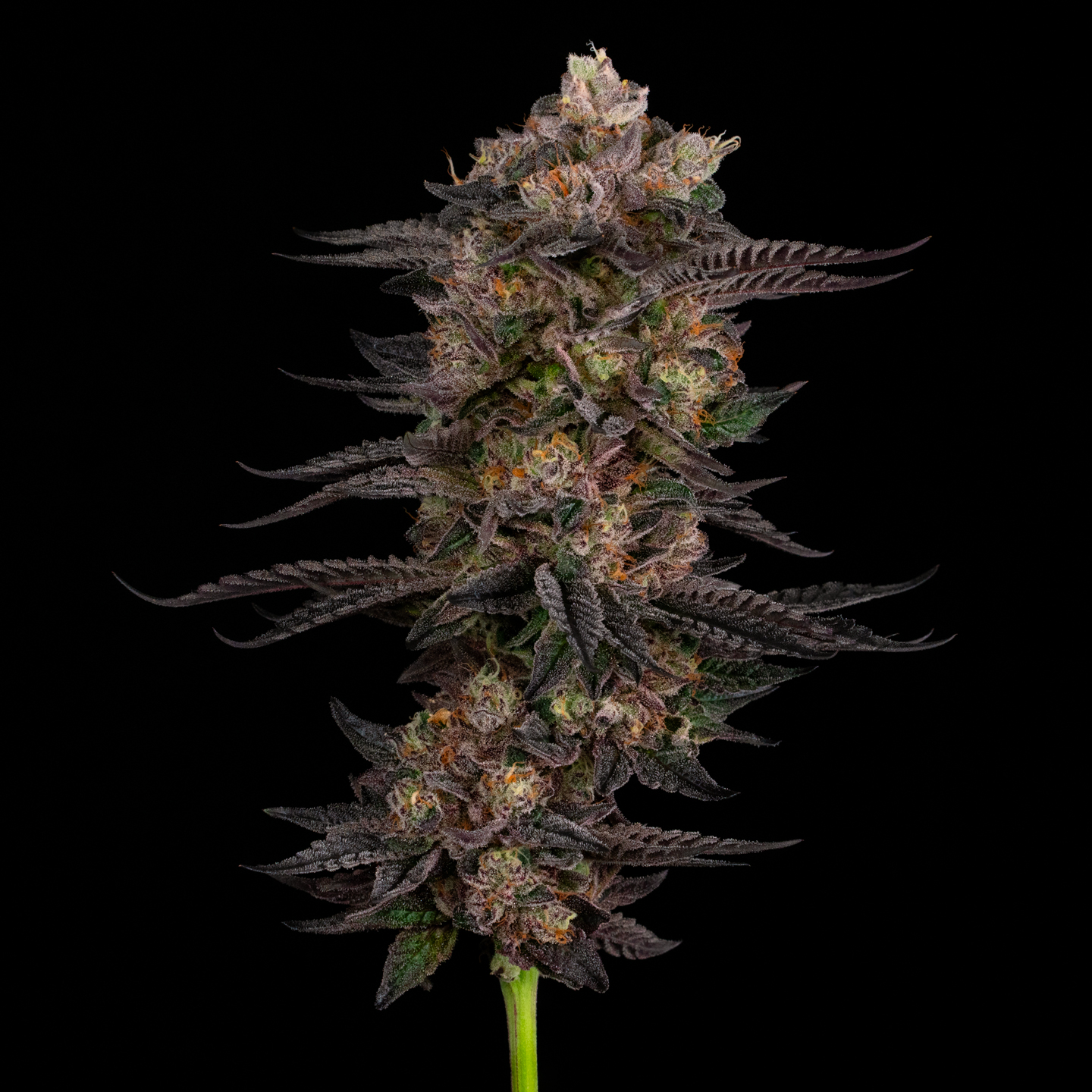 Cookies | Long Island