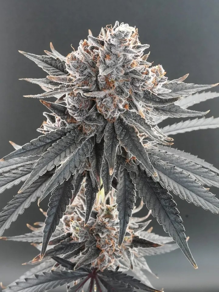 7g | Sherb Cream Pie