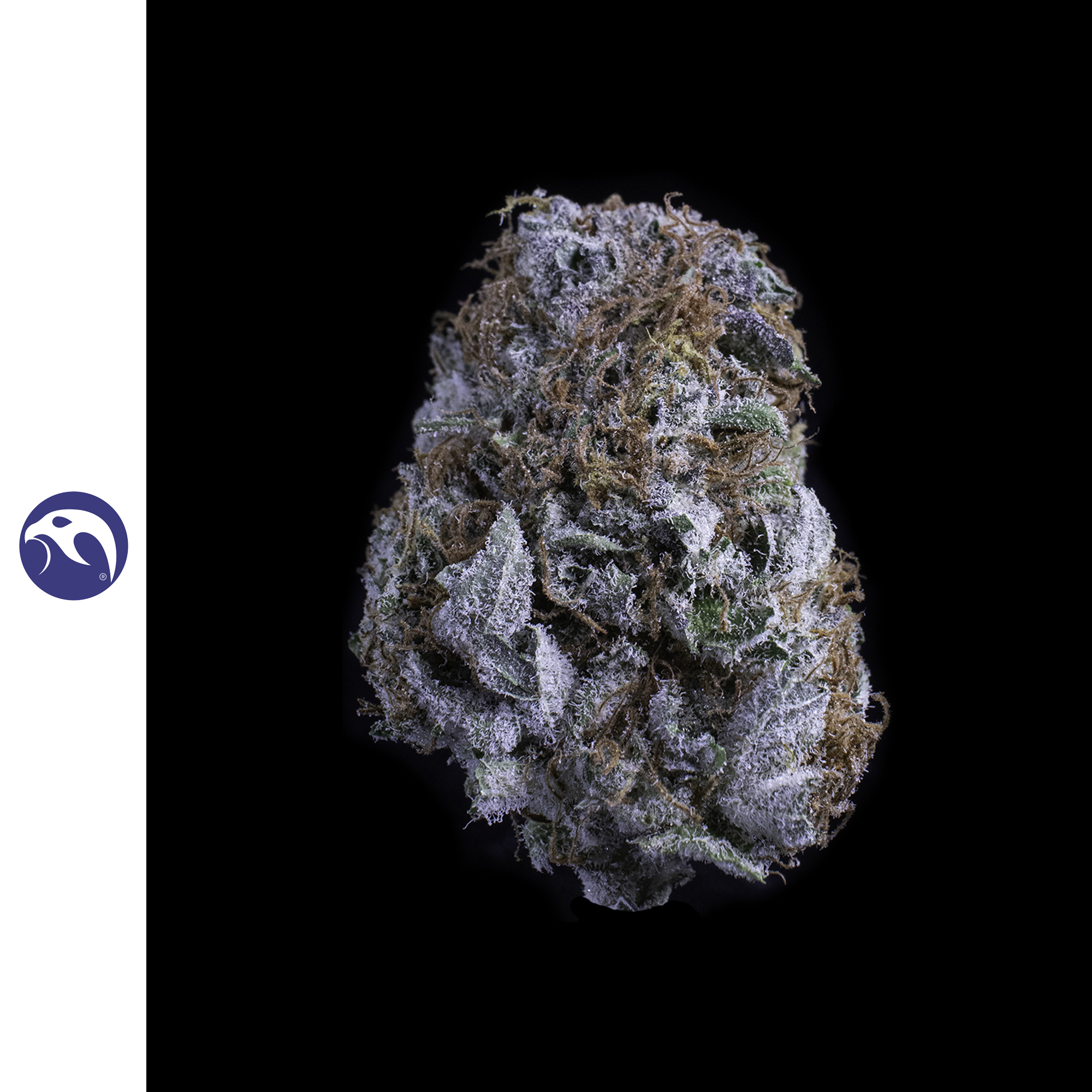 Pacific Blue (DOH)