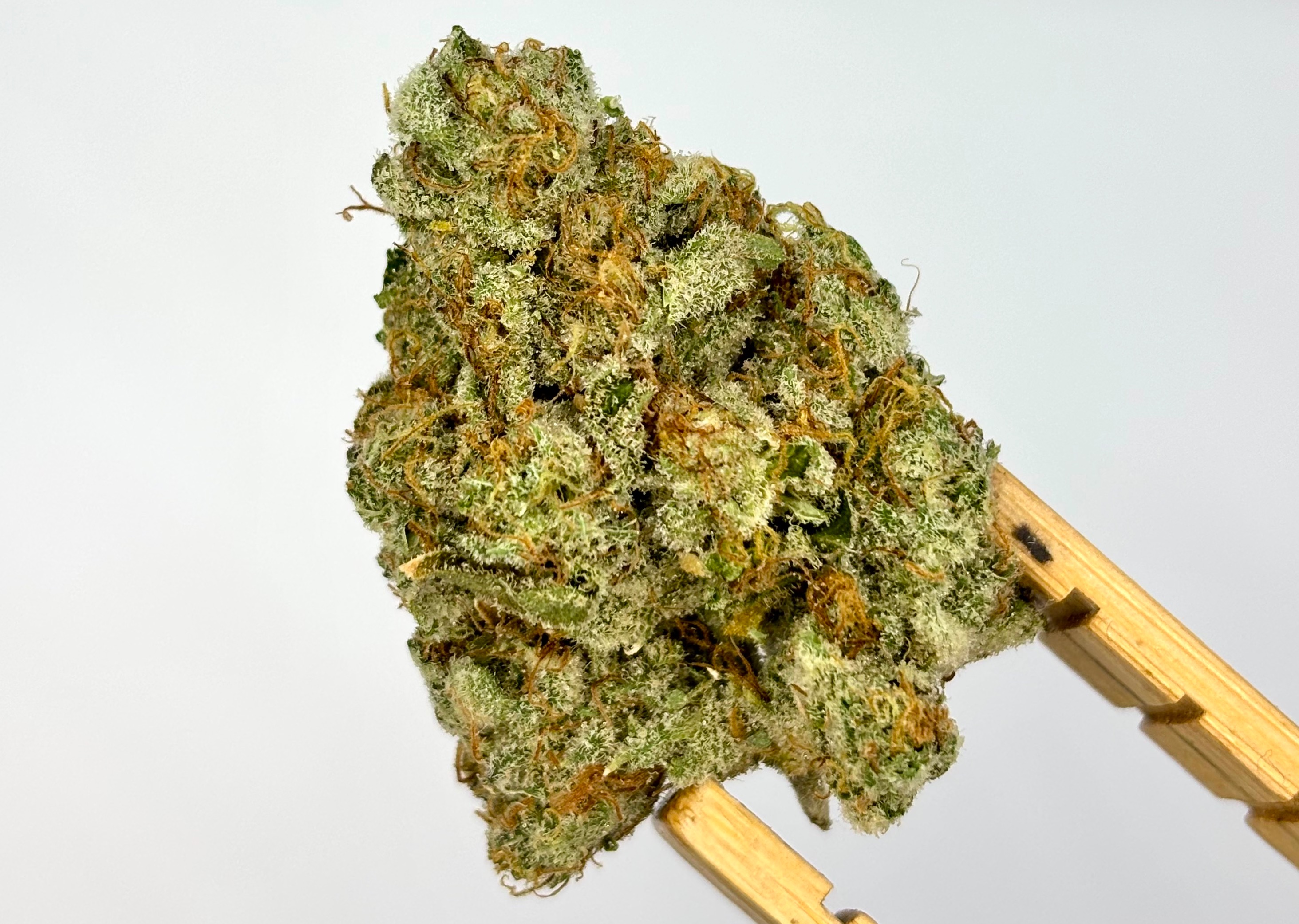 Headband | Bulk Flower | Platinum Tier