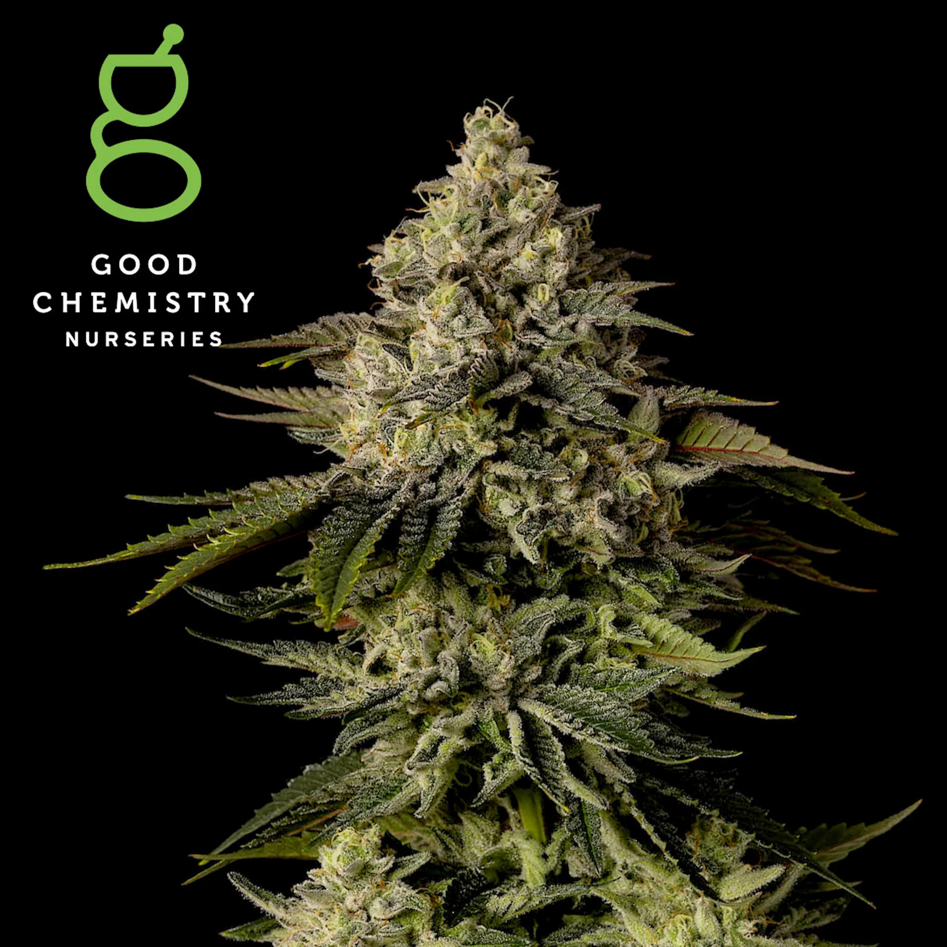 Good Chem - Flower 3.5g Sativa; Frozen Lemons