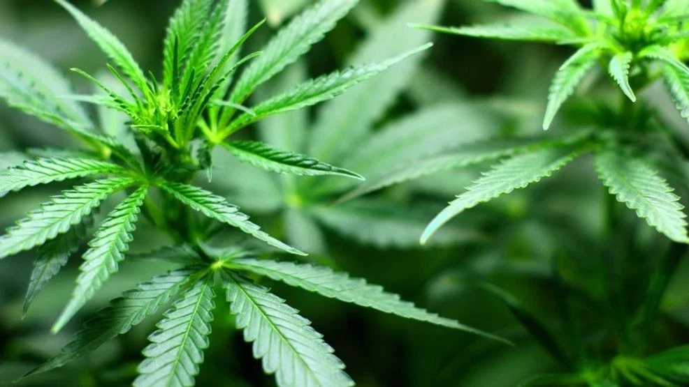 CD PACIFIC NW | Moonshine Haze ($20Q)