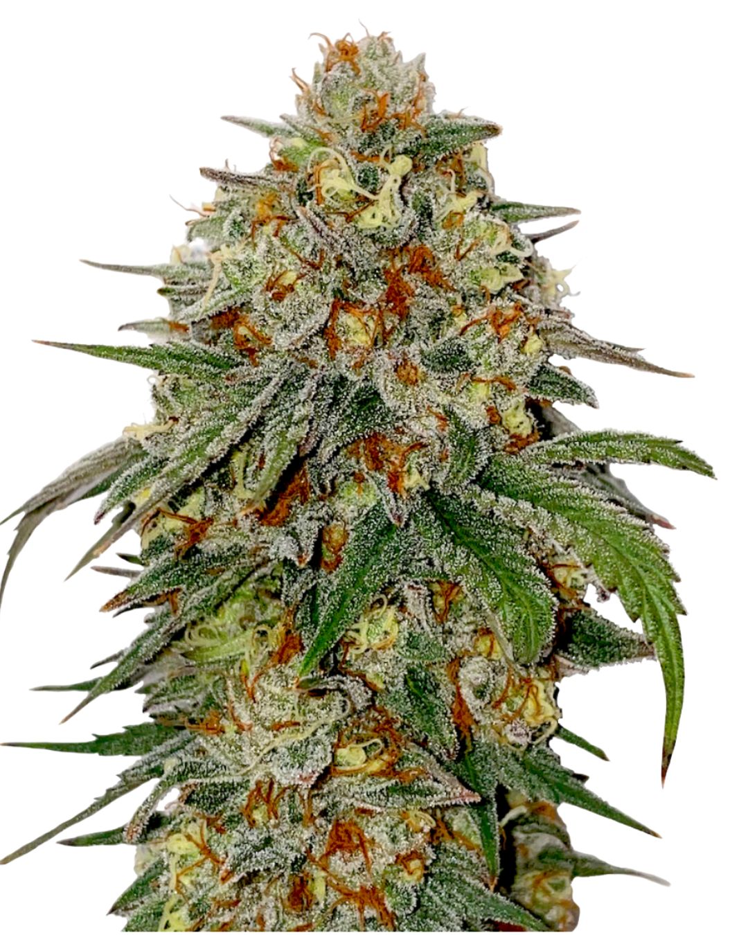 Bubba Kush | Flower |