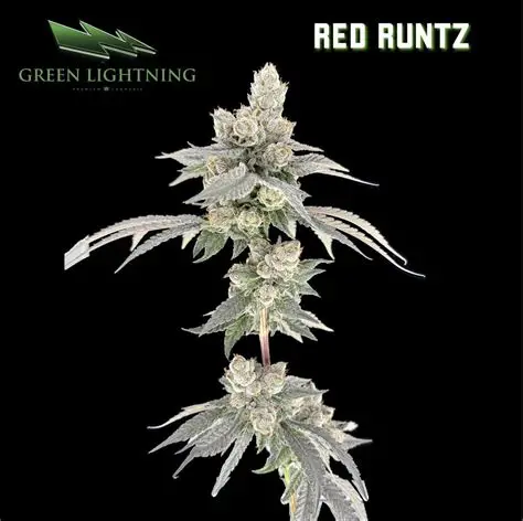 Green Lightning Red Runtz (REC)