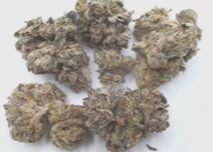 Zangrinade Bulk Flower