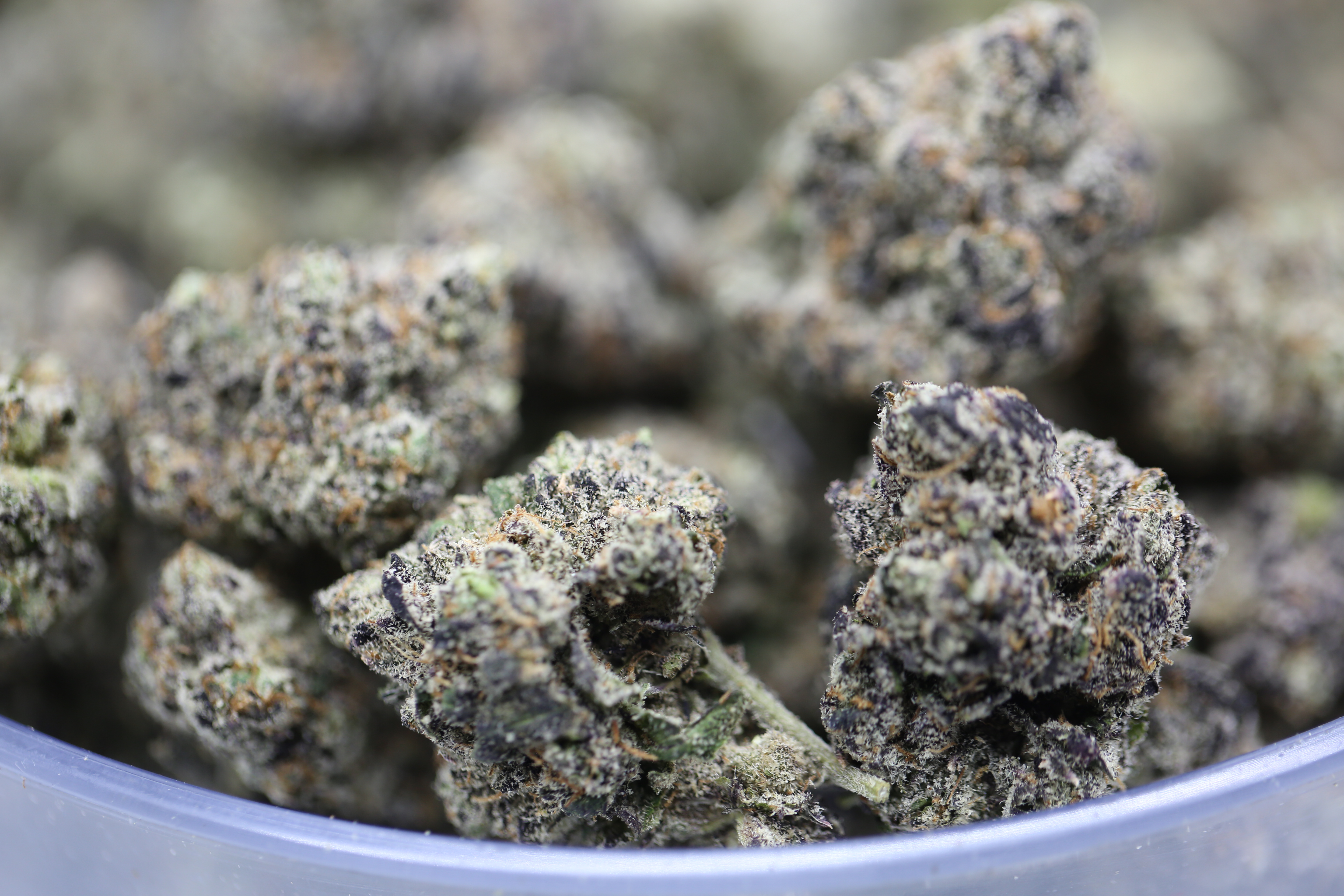 Cherry Pie - Bulk Flower