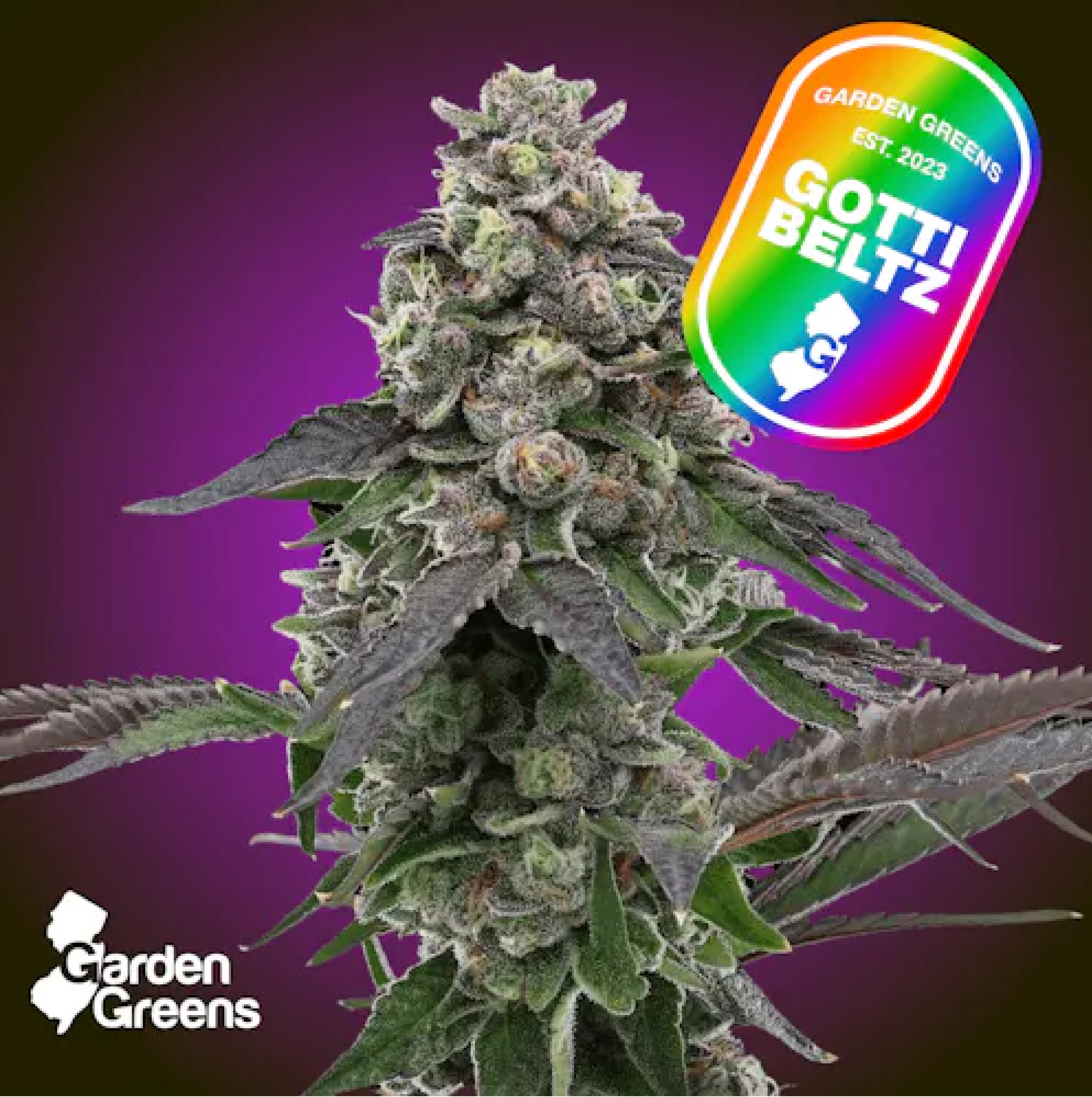 Gotti Beltz Big Buds (Indica)