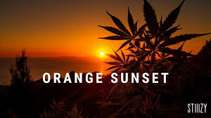 INFUSED PREROLL - 5PK - SATIVA - ORANGE SUNSET