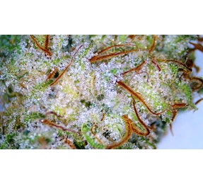 Lilac Diesel (7G)-Platinum