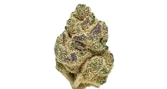 Williams Wonder Farms: Black Cherry Lotus