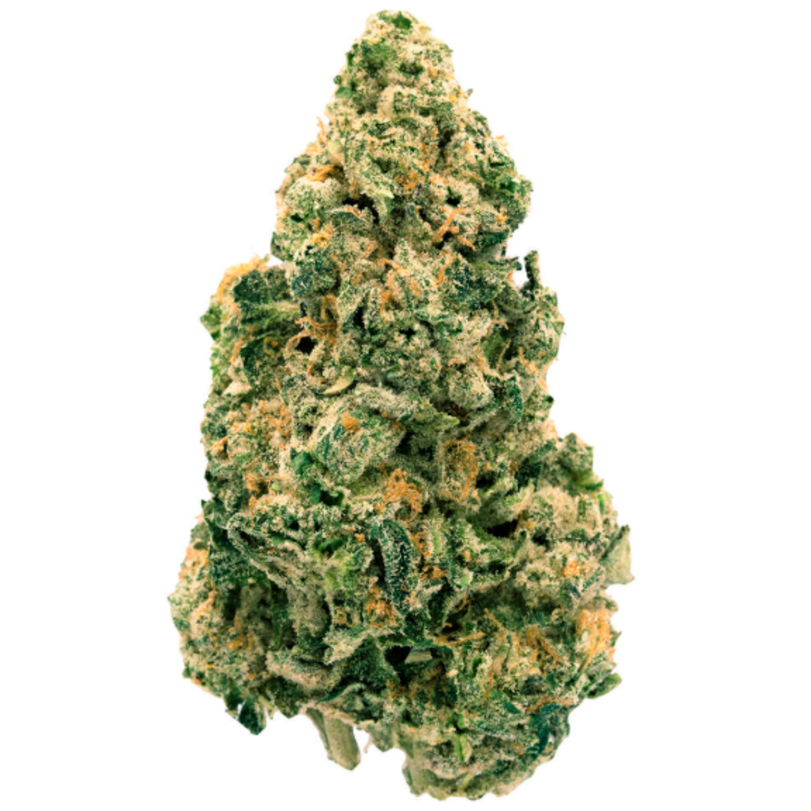 Galactic Jack (Jack Herer x Space Queen) | 28g